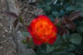 Close up of red rose with yellow shades in the park