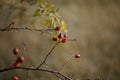 Close-up of red rosehip berries on bare branches on a blurred background of an autumn meadow and forest, selective focus Royalty Free Stock Photo