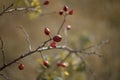 Close-up of red rosehip berries on bare branches on a blurred background of an autumn meadow and forest, selective focus Royalty Free Stock Photo