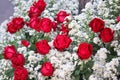 Red roses  with decoration white  gypsophila  , flower background Royalty Free Stock Photo