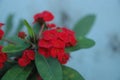 Close up Red roses