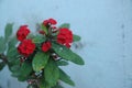 Close up Red roses, red flowers and green leaf ideal for background