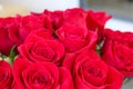 Close up of red roses.