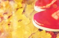 Close up of red rubber boots on autumn leaves Royalty Free Stock Photo