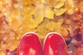 Close up of red rubber boots on autumn leaves Royalty Free Stock Photo