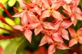 Close up red Rubiaceae flowers, Ixora flower