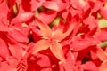 Close up red Rubiaceae flowers. Red Ixora flower in garden at Bali in Indonesia. Amazing tropical plant with many beautiful red fl