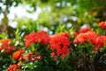 Close up red Rubiaceae flowers, Ixora flower, Red flower spike in a green blurred bokeh background