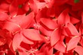 Close up red Rubiaceae flowers. Red Ixora flower in garden at Bali in Indonesia. Amazing tropical plant with many beautiful red fl Royalty Free Stock Photo