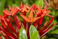 Close up red rubiaceae ixora flower