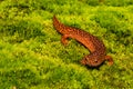 A close up of a Red Salamander. Royalty Free Stock Photo
