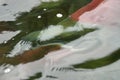 Close up on red Saukeye salmon swimming