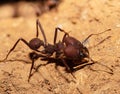 Close-up on Red ant
