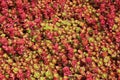 Close up of red Sedum Spurium plant. Royalty Free Stock Photo