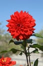 Close-up of red semi-cactus dahlia flowers Royalty Free Stock Photo