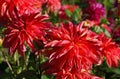 Close-up of red semi-cactus dahlia flowers Royalty Free Stock Photo