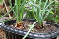 Close up of red shallot