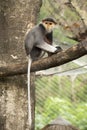 Close up Red-shanked douc langur