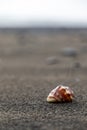 Close up of a red shell in a volcanic beach sand in Bali, Indonesia