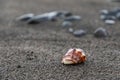 Close up of a red shell in a volcanic beach sand in Bali, Indonesia