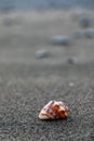 Close up of a red shell in a volcanic beach sand in Bali, Indonesia