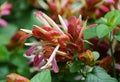 Close up of the red shrimp plant flower with scientific name Justicia Brandegeana