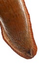 Close-up of Red slug skin, Arion rufus Royalty Free Stock Photo