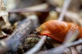 Rote Wegschnecke, Close-up of a red snail crawling on the ground in the forest