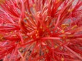 Close-up of red soccer lilies, Scadoxus multiflorus, Satara, Maharashtra, India.