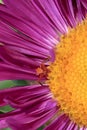 Close up red spider. Small crab spider on purple flower