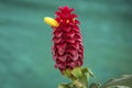 Close-up of a red Spiral ginger inflorescences with a yellow blossom against blue-green blurred background, Royalty Free Stock Photo