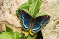 Red-spotted Purple Butterfly- Limenitis Arthemis