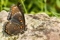 Red-spotted Purple Butterfly- Limenitis Arthemis