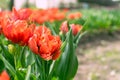 Close up of red spring blooming tulips on green blured background. Spring flowers background. Beautiful floral garden Royalty Free Stock Photo