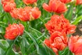 Close up of red spring blooming tulips. Spring flowers background. Beautiful floral garden. Decorative park Royalty Free Stock Photo
