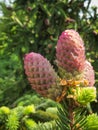 Close up Red Spruce Cone vertical