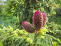 Close up Red Spruce Cone