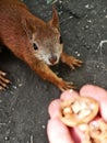 Close-up of a red squirrel curiously looking at nuts in human hands Royalty Free Stock Photo