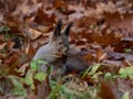 Red Squirrel (Sciurus vulgaris) with winter grey coat sitting on ground among fallen, dry, brown leaves in autumn Royalty Free Stock Photo