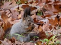 Red Squirrel (Sciurus vulgaris) with winter grey coat sitting on ground among fallen, dry, brown leaves in autumn Royalty Free Stock Photo