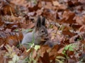 Red Squirrel (Sciurus vulgaris) with winter grey coat sitting on ground among fallen, dry, brown leaves in autumn Royalty Free Stock Photo
