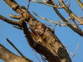 Red Squirrel (Sciurus vulgaris) with winter grey coat sitting on a tree branch and eating a nut in autumn Royalty Free Stock Photo