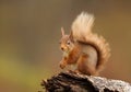 Close up of a red squirrel sitting on a log in the forest Royalty Free Stock Photo