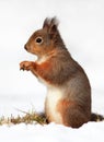 Red Squirrel in the Snow