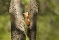 Close up of a Red squirrel in a tree Royalty Free Stock Photo