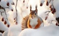 Close up of a Red Squirrel in winter