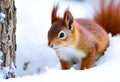 A close up of a Red Squirrel in Winter Royalty Free Stock Photo