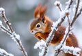 A close up of a Red Squirrel in Winter Royalty Free Stock Photo