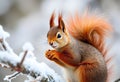 A close up of a Red Squirrel in Winter Royalty Free Stock Photo