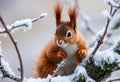 A close up of a Red Squirrel in Winter Royalty Free Stock Photo